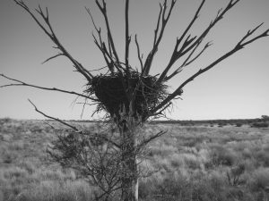MPS Law image grey bird nest