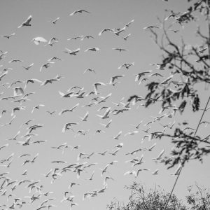 MPS Law image Birds grey flock
